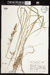 Sorghastrum nutans image