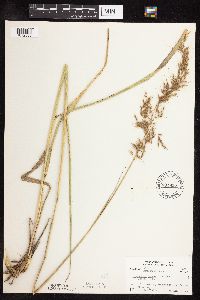 Sorghastrum nutans image