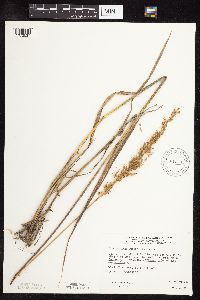 Sorghastrum nutans image