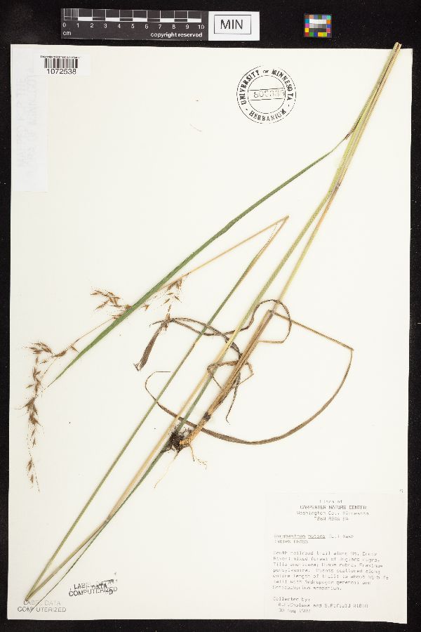 Sorghastrum nutans image