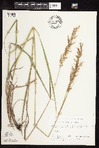 Sorghastrum nutans image
