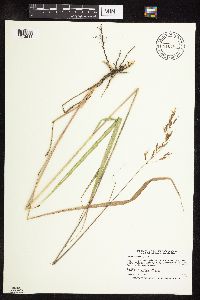 Sorghastrum nutans image