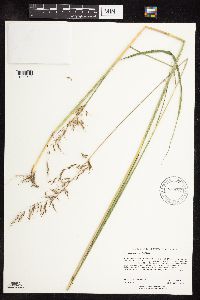 Sorghastrum nutans image
