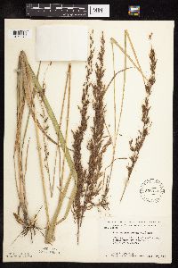 Sorghastrum nutans image