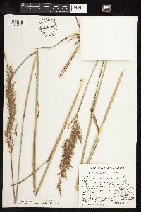 Sorghastrum nutans image