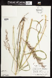 Sorghastrum nutans image