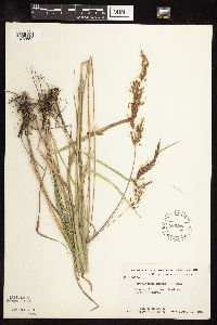 Sorghastrum nutans image