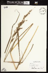 Sorghastrum nutans image
