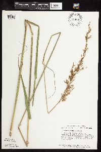 Sorghastrum nutans image