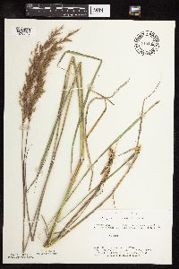 Sorghastrum nutans image