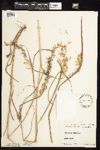 Sorghastrum nutans image