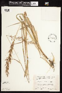 Sorghastrum nutans image