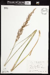 Sorghastrum nutans image