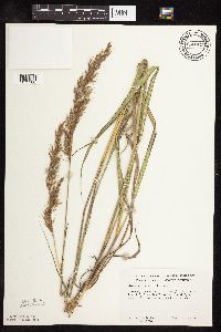 Sorghastrum nutans image