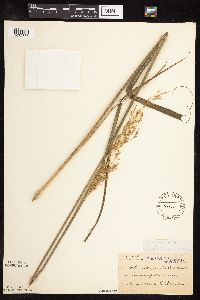 Sorghastrum nutans image
