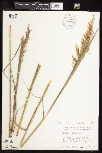 Sorghastrum nutans image