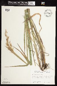 Sorghastrum nutans image