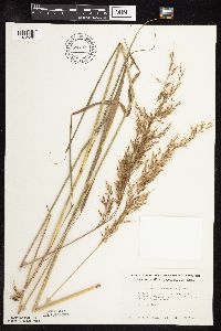 Sorghastrum nutans image