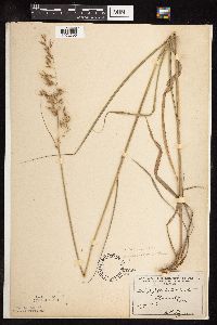 Sorghastrum nutans image