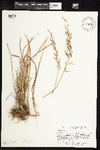 Sorghastrum nutans image