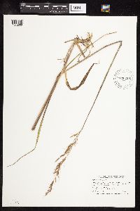 Sorghastrum nutans image