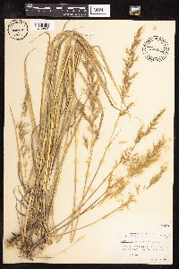 Sorghastrum nutans image