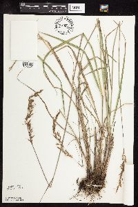 Sorghastrum nutans image