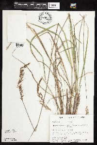 Sorghastrum nutans image