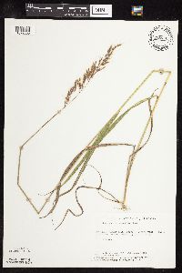 Sorghastrum nutans image