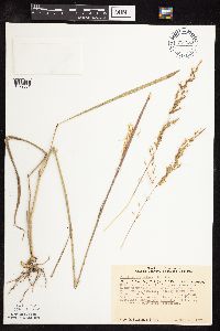 Sorghastrum nutans image