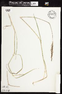 Sorghastrum nutans image