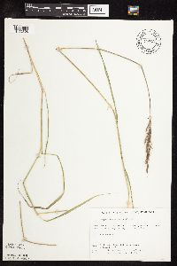 Sorghastrum nutans image