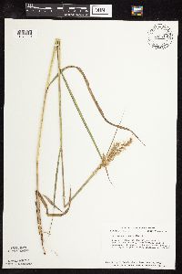 Sorghastrum nutans image