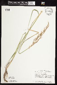 Sorghastrum nutans image