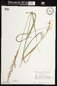Sorghastrum nutans image