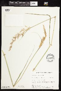 Sorghastrum nutans image