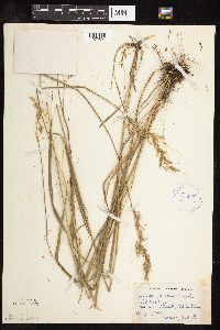 Sorghastrum nutans image