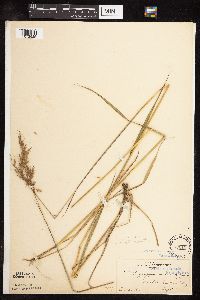 Sorghastrum nutans image