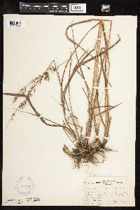 Sorghastrum nutans image