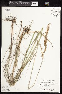 Sorghastrum nutans image