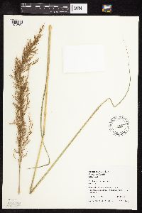 Sorghastrum nutans image