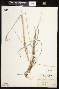 Sorghastrum nutans image