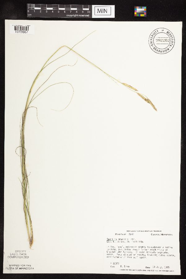 Spartina gracilis image