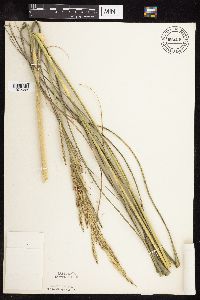Spartina pectinata image