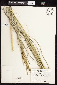 Spartina pectinata image