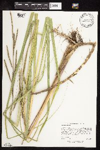 Spartina pectinata image