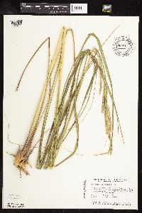 Spartina pectinata image