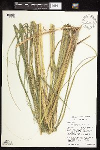 Spartina pectinata image