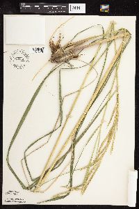 Spartina pectinata image