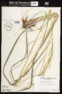 Spartina pectinata image